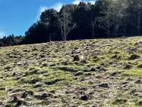 Discover the scenic view & wombats sightings at Cradle Mountain Ronny Creek walk