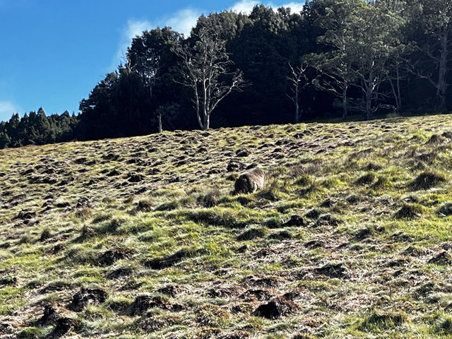 Discover the scenic view & wombats sightings at Cradle Mountain Ronny Creek walk