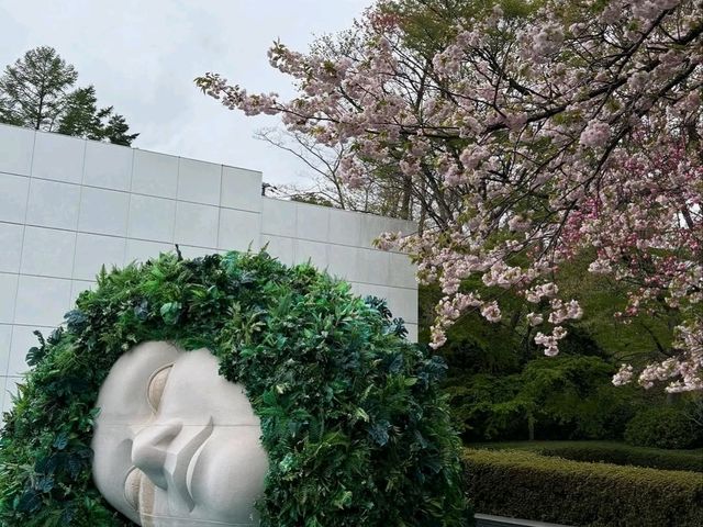 Mountain Air, Lake Views, and Sakura Feels