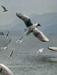 Wings Over Water: A Calm Spring Morning at Haigeng Park