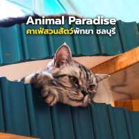Animal Paradise Cafe  Patty’s