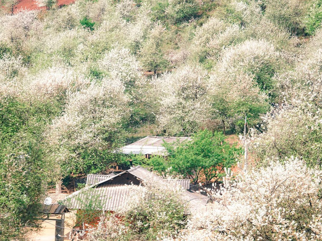 Sơn La