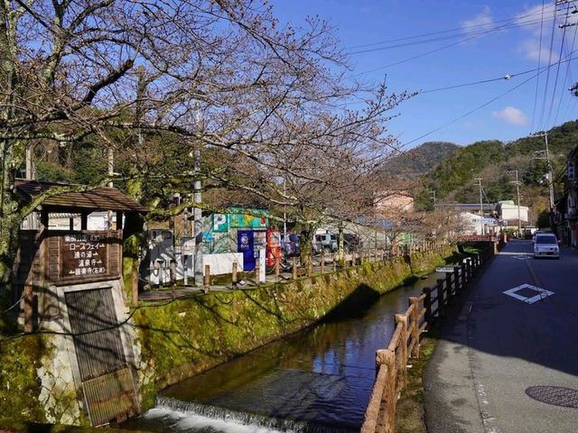 Beach, Cherry Blossoms, and Mountains