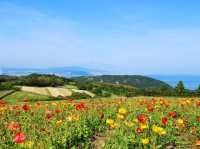 淡路島賞花一遊，兵庫縣立公園！