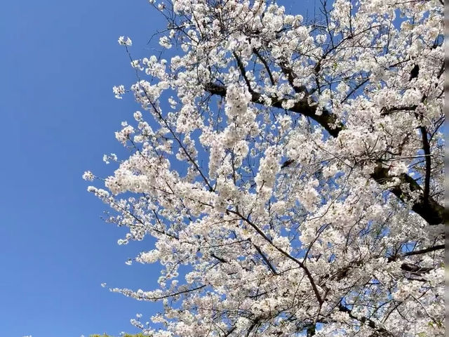 東京最熱鬧的櫻花祭典：上野公園春日漫遊🌸