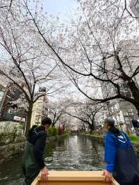 Chillin’ Under the Blossoms