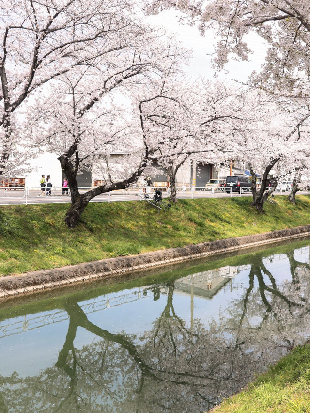 Memoir 1: An Expired Invitation for Cherry Blossoms 🌸