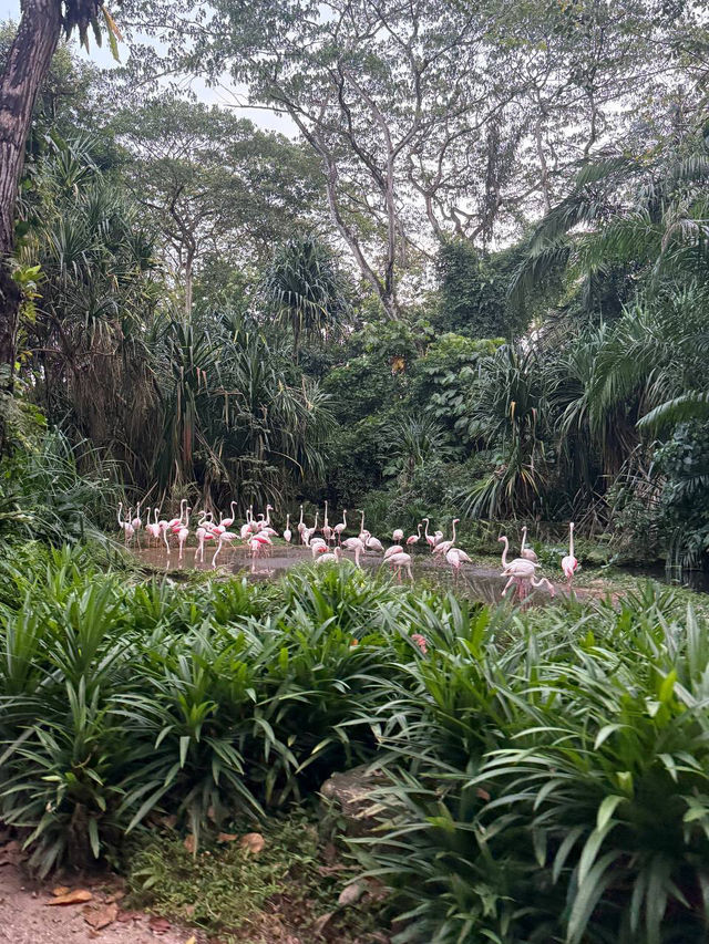 Night safari Singapore