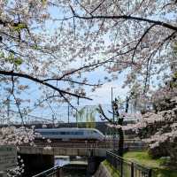 Inshin Bridge, Sakura by the River 🌸