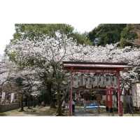 Wakayama Shrine’s a Hidden Spring Gem