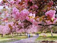 Tokorozawa Sakura