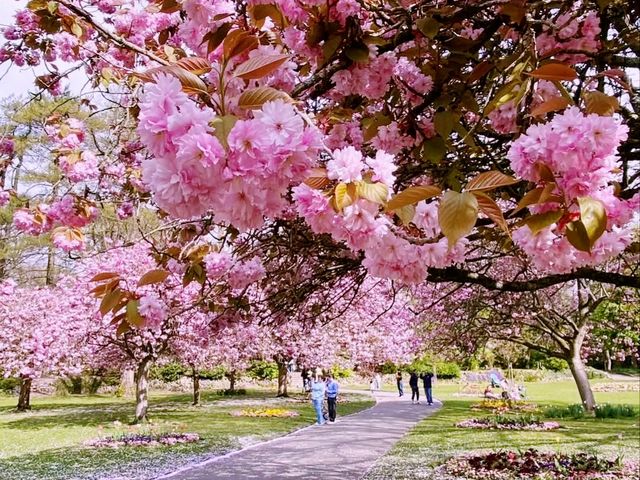 Tokorozawa Sakura