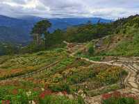 🌸 Northern Blossom: Benguet’s Blooming Paradise 🌄