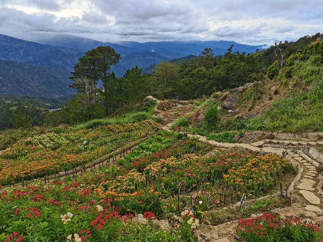 🌸 Northern Blossom: Benguet’s Blooming Paradise 🌄