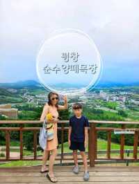 라마다평창호텔주변 자연의놀이터[평창순수양떼목장]