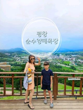 라마다평창호텔주변 자연의놀이터[평창순수양떼목장]