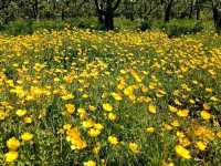 Romance in Bloom: A Day at Sissinghurst Castle Garden, Kent