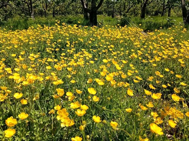 Romance in Bloom: A Day at Sissinghurst Castle Garden, Kent