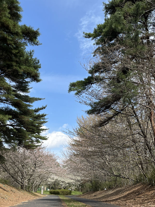 🌸【春日花季攻略】國營常陸海濱公園｜錯過粉蝶花也不怕，鬱金香、櫻花、童話風車一次收服你的鏡頭！