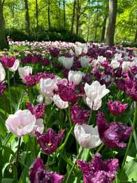 Title: Keukenhof – The Garden of Europe in Full Bloom