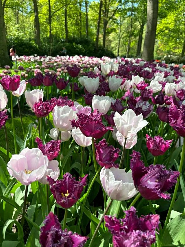 Title: Keukenhof – The Garden of Europe in Full Bloom
