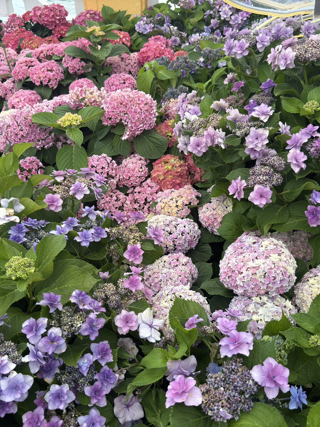屯門黃金海岸繡球花節｜浪漫花海的夢幻之旅