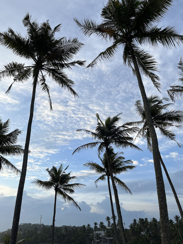 Coconut Tree Hill : Best sunset in Mirissa