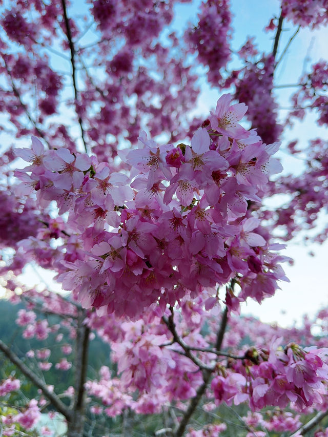 衫林溪🌲專屬櫻花河道櫻花林🌸