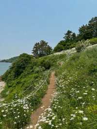 이번 주말 가야 할 동화감성 샤스타데이지 명소🌼