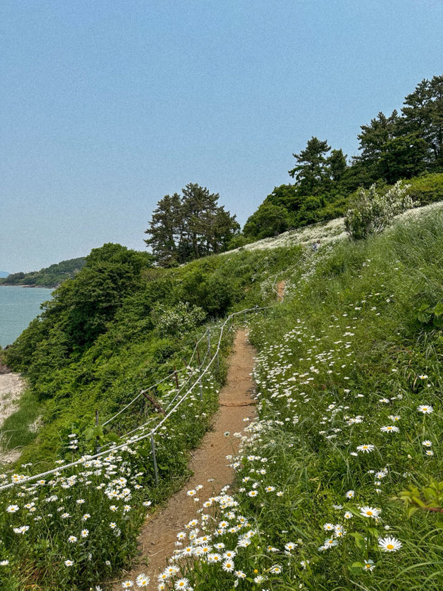 이번 주말 가야 할 동화감성 샤스타데이지 명소🌼