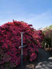 【行く前にこれ見て】色彩の洪水に心奪われる🌸💖🔥※観光攻略情報付き