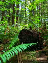Pacific Spirit Regional Park – Vancouver’s Wild Coastal Forest