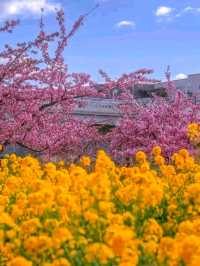 Kobe Kitano Ijinkan-Gai – A Glimpse of Global History in Japan