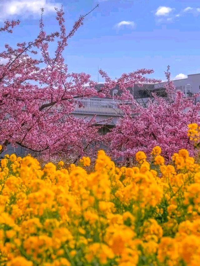 Kobe Kitano Ijinkan-Gai – A Glimpse of Global History in Japan