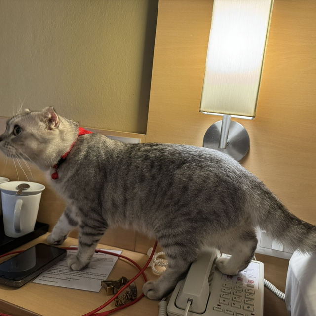 เที่ยวหัวหินพักโรงแรม Pet friendly 
