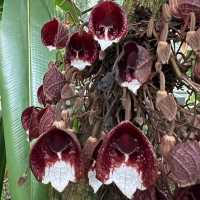 Step into a Living Museum: Basel’s Historic Botanical Garden in Summer