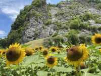 ทุ่งทานตะวันพัทลุง🌻