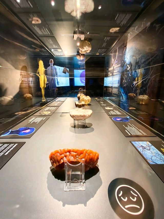 醫科生必去的人體奧妙展@Amsterdam 