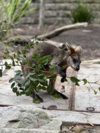 🐾【Taronga Zoo Sydney 攻略｜港景第一排的動物園】🦒🌿