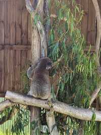 ออสเตรเลีย🇦🇺