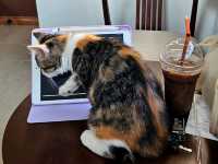 Catfe' คาเฟ่แมวบุรีรัมย์