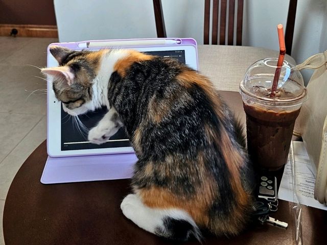 Catfe' คาเฟ่แมวบุรีรัมย์