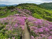 Bonghwasan Rhododendron Complex 