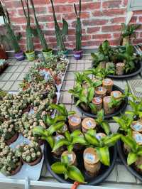 Secret Garden Cafe in Desaru: Budget Daydream Come True