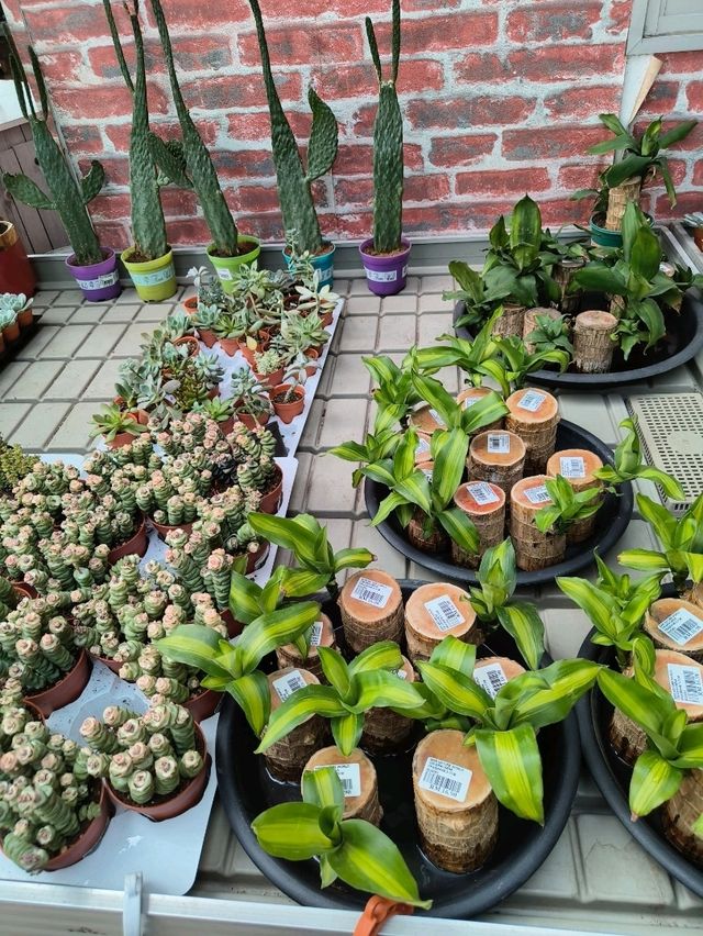 Secret Garden Cafe in Desaru: Budget Daydream Come True