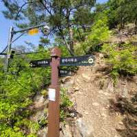 Forest Trails