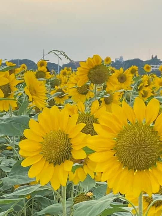 台北大佳河濱公園賞向日葵