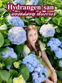 Hydrangea san (ไฮเดรนเยียซัง) ดอยแม่มอญ เชียงราย