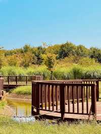 Eulsukdo Island Migratory Bird Park, Busan: A Haven for Wildlife and Nature Lovers