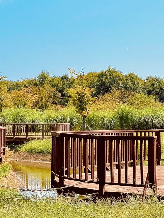 Eulsukdo Island Migratory Bird Park, Busan: A Haven for Wildlife and Nature Lovers